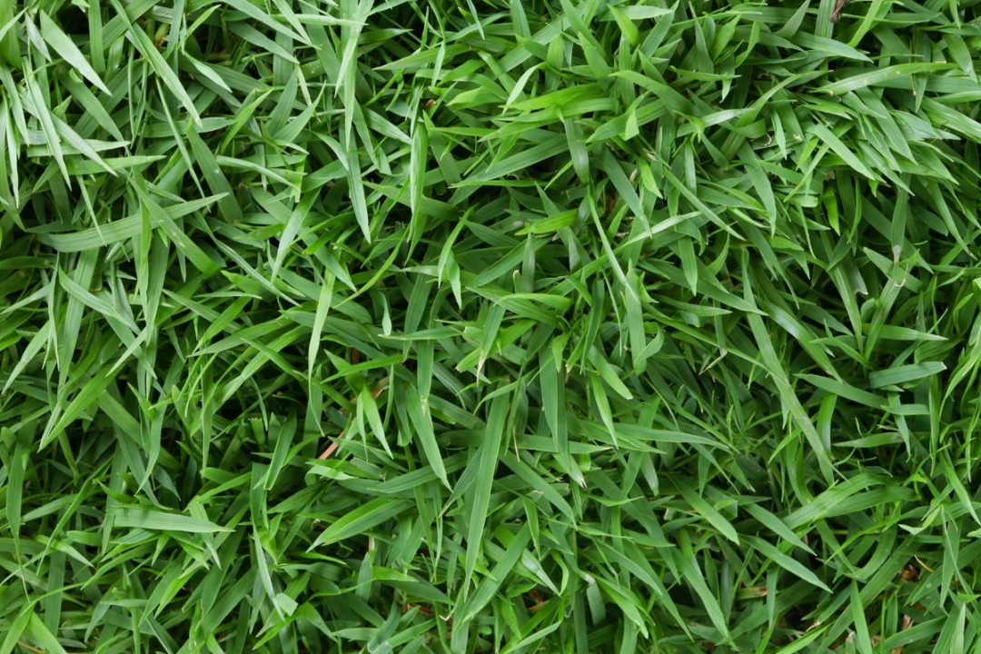 7 Jenis Rumput Taman yang Cocok untuk Pekarangan Rumah