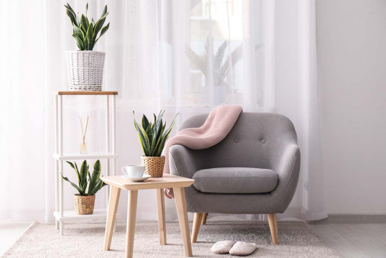 Seven Types of Indoor Plants to Freshen up Your Home Interior