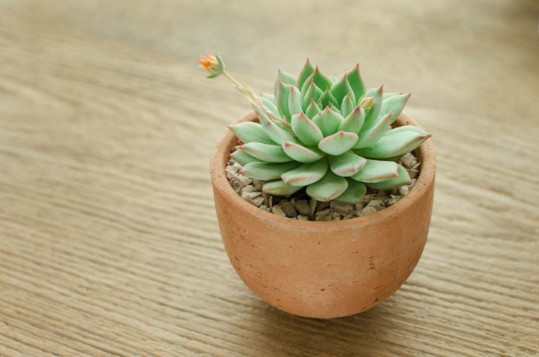 Seven Types of Indoor Plants to Freshen up Your Home Interior