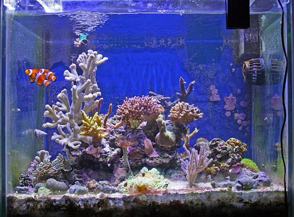 A simple aquarium, a simple way to freshen up a room