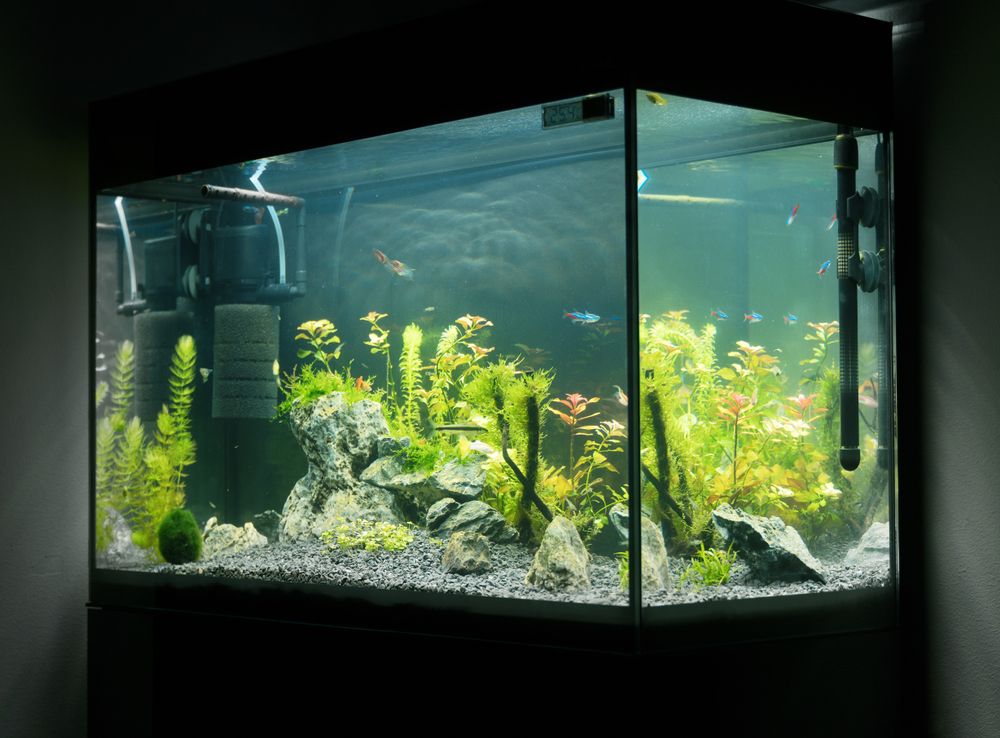 Pertimbangkan 5 Hal Ini Saat Memilih Aquarium Minimalis!