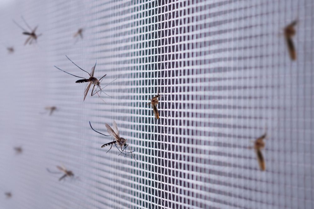 Ketahui Penyebab Banyak Nyamuk di Dalam Rumah Berikut Ini!