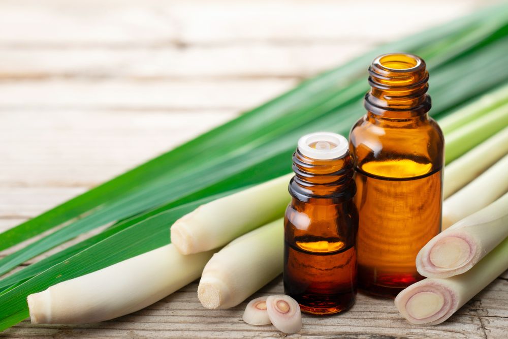 How to grow lemongrass and its benefits for your home