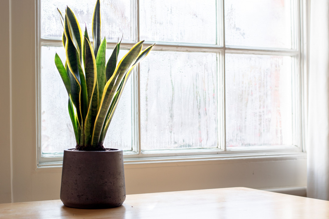 Plants for Every Room in Your Home: Which Ones Suit Your Space Best