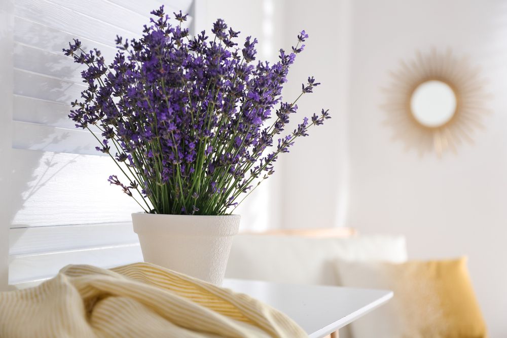 Here are the various benefits of planting lavender flowers in your home