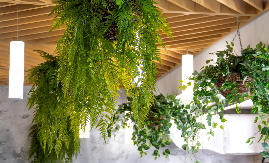 Everything You Need to Know About Biophilic Design