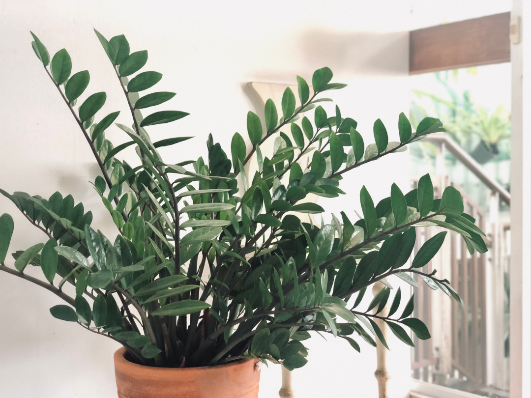 Plants for Every Room in Your Home: Which Ones Suit Your Space Best