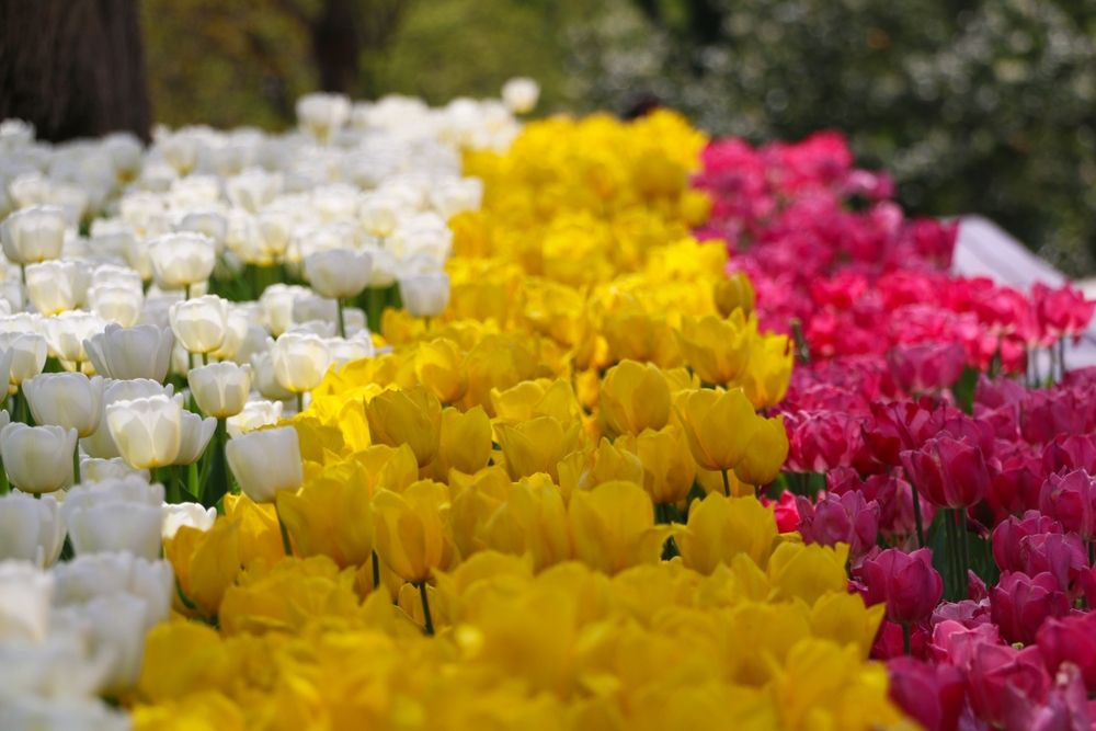 7 Tanaman Hias Bunga Ini Siap Jadikan Rumah Anda Lebih Berwarna!