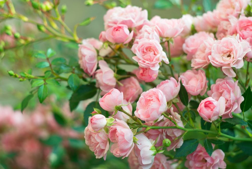 7 Tanaman Hias Bunga Ini Siap Jadikan Rumah Anda Lebih Berwarna!