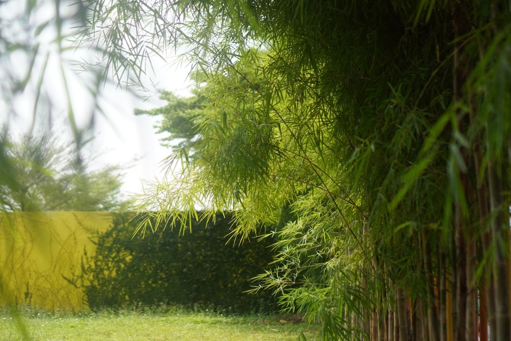 7 Pohon Hias Outdoor Untuk Halaman Depan Rumah Minimalis Anda
