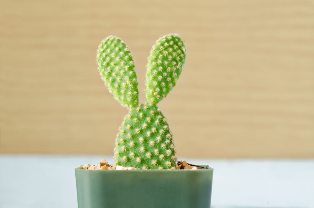 A review of decorative cacti, a charming little one