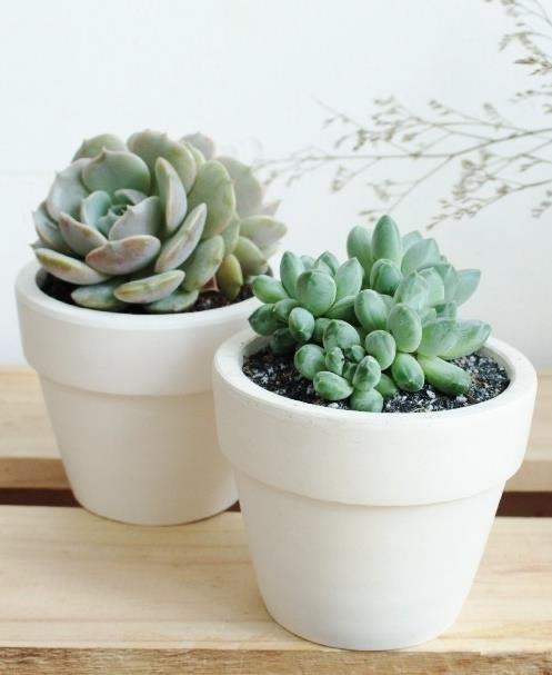 Succulenths from Tanema by Larch