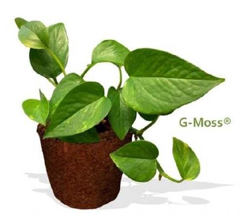 G-Moss from Greentins