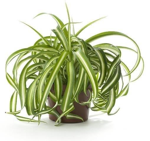 Spider Plant from Tanema by Larch