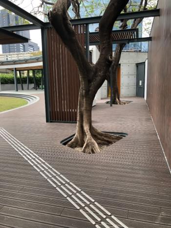 Bamboo / Landscaping from Canica