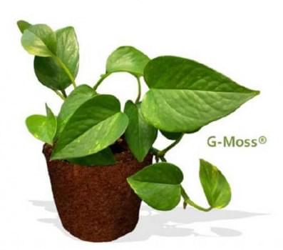 G-Moss